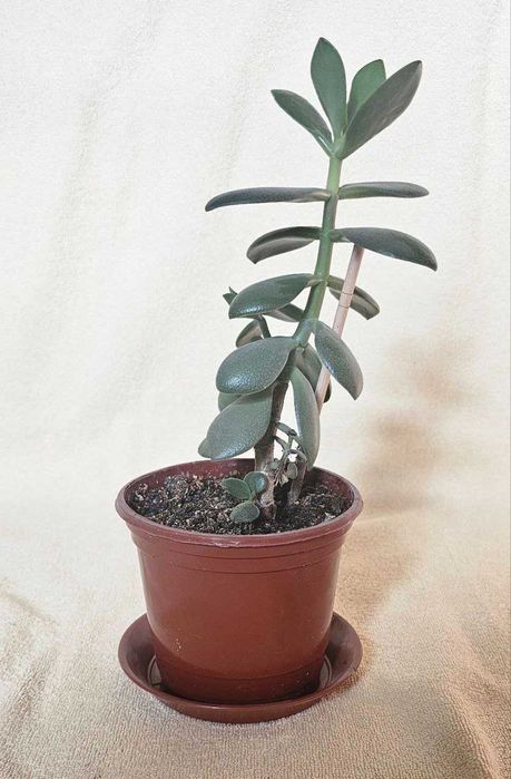 Детка Крассулы. Денежное дерево.