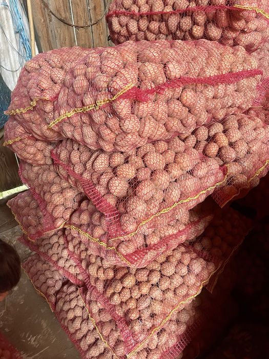 Cartofi de sămânță Belarose!
