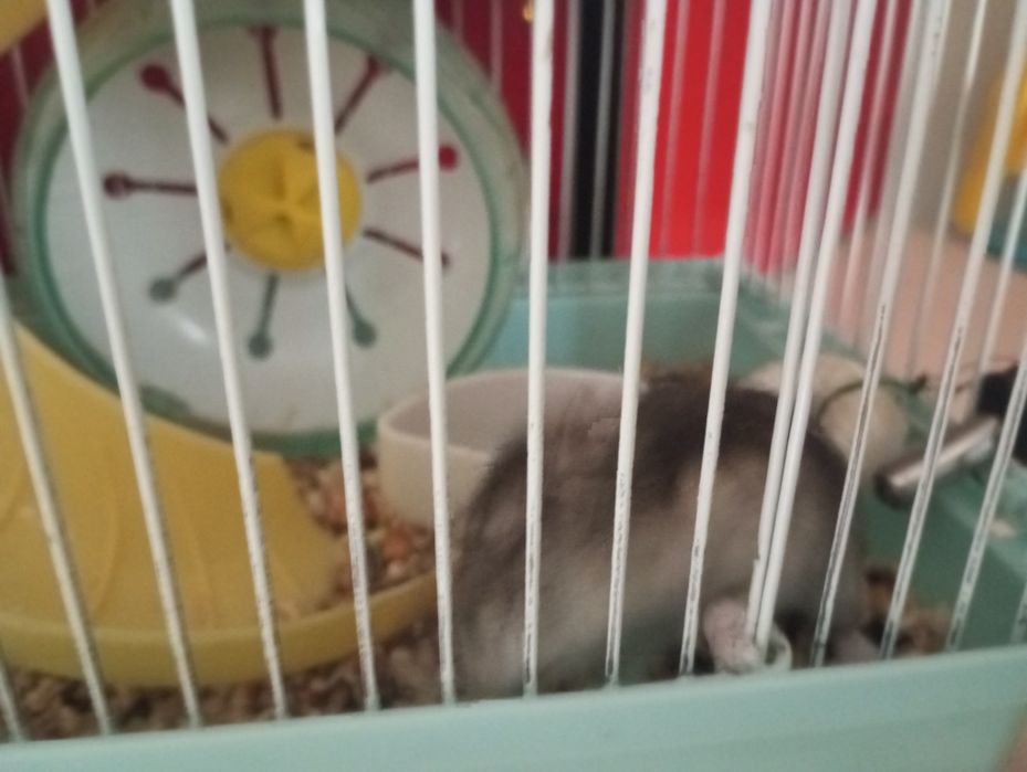 Продам двух хамеков с клетками одного за 10000тг а второго за  7800тг