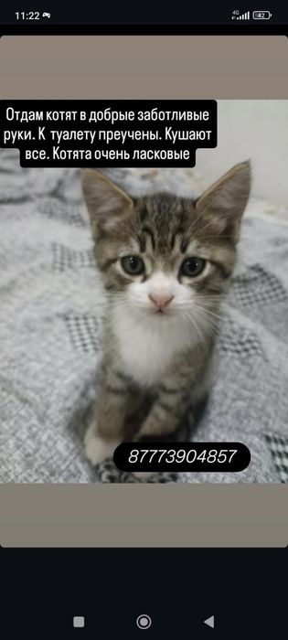 Котят в хорошие руки