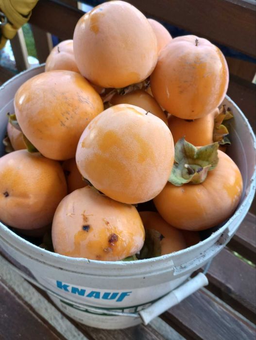 Райски ябълки плод