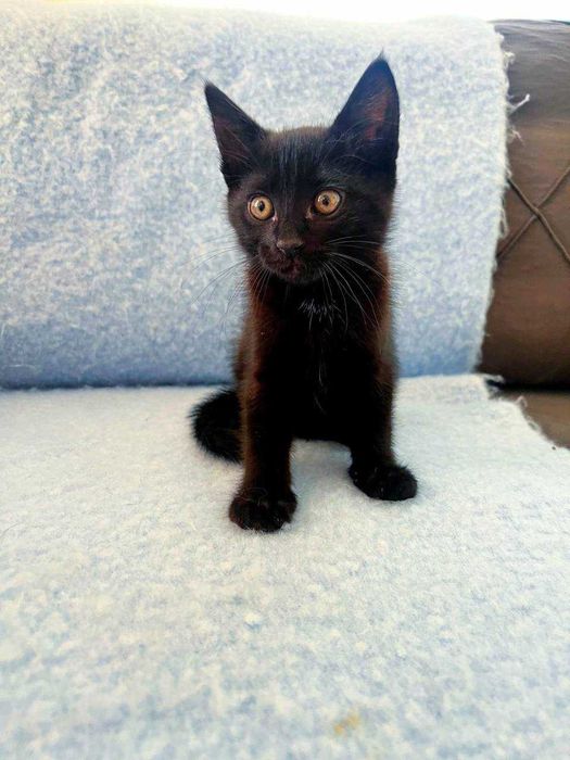 2 черни котенца  с рошева опашка