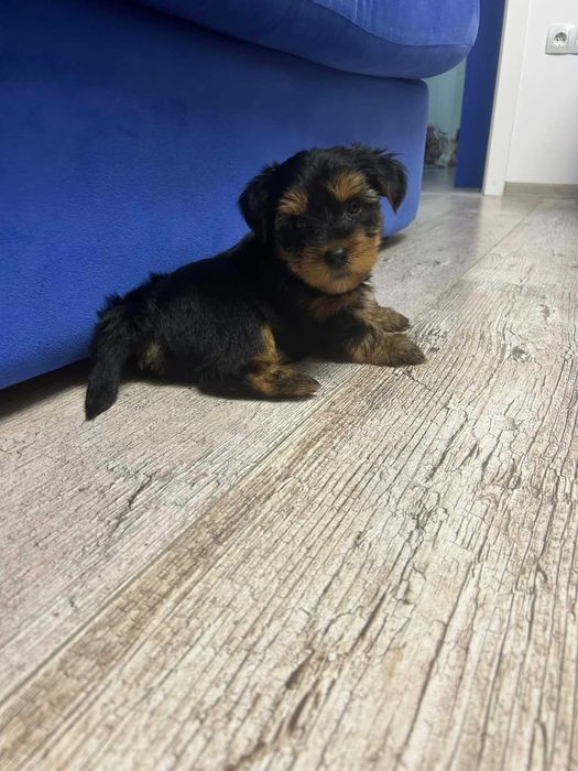 Йоркширски териер, мъжко