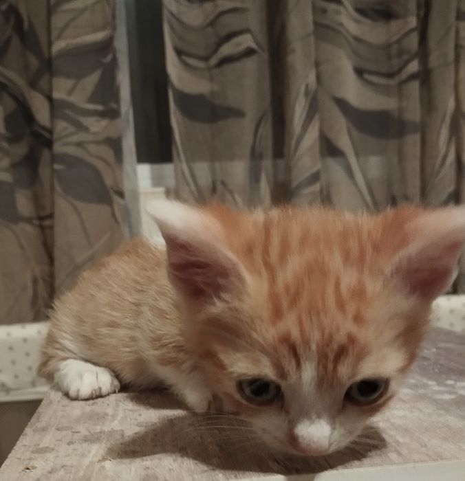 Котенца с къси краченца