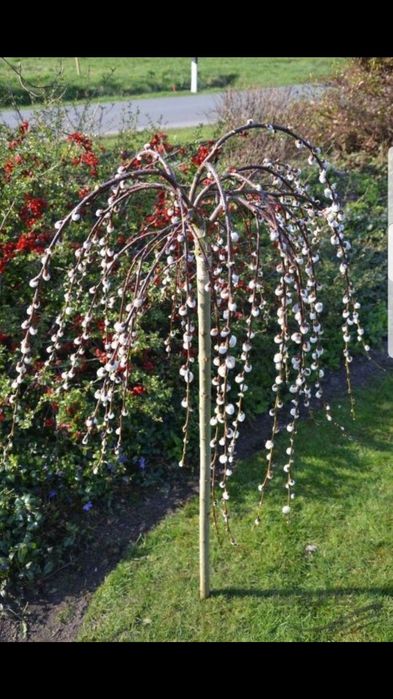 Tuia ornamentală si alte specii