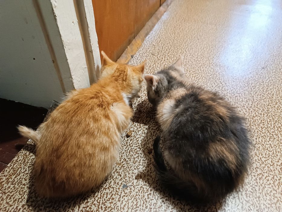 Подарявам котета