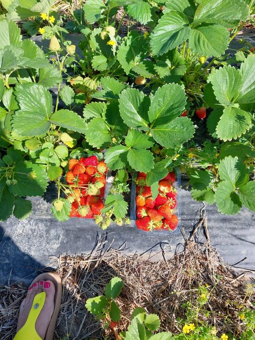 Stoloni capsuni Amandina