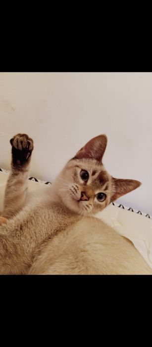 Кошки очень хорошая