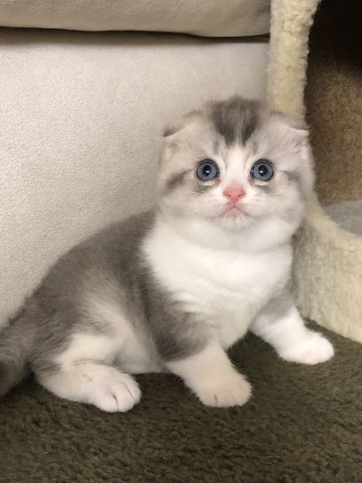 Шотландские котята!