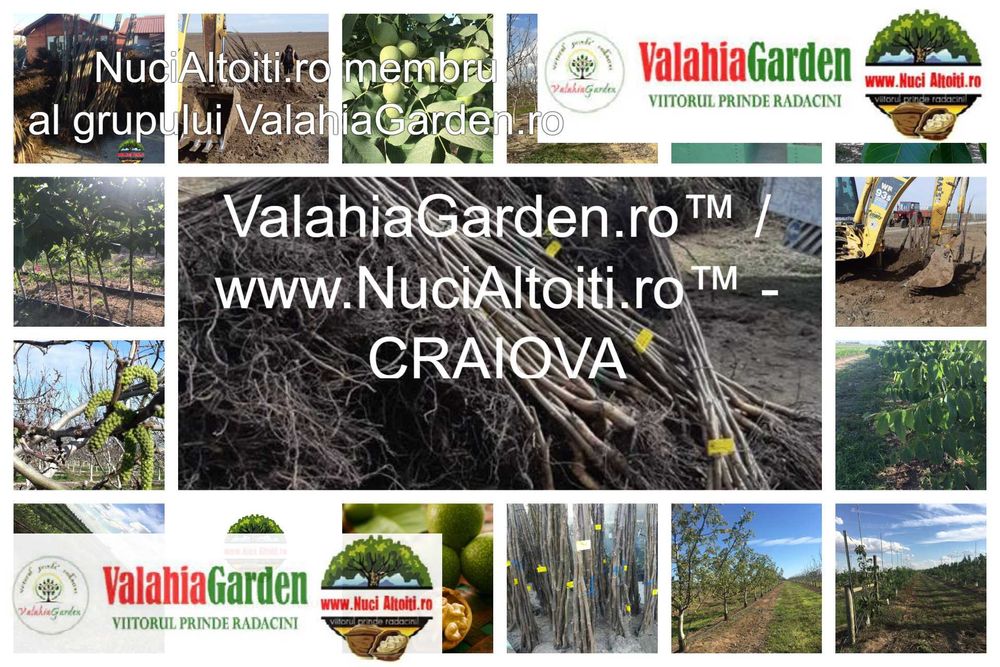 Aronia, Aluni, Kaki, Smochini, Nuci altoiti si Butasi vita de vie