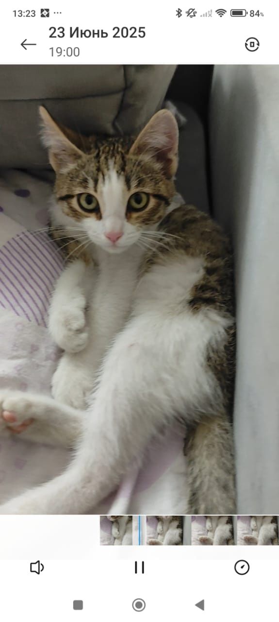 Котёнок девочка ищет дом