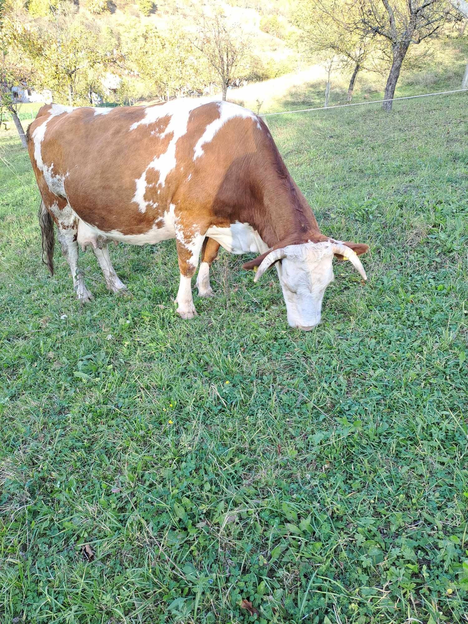 Vand vaca baltata romaneasca.