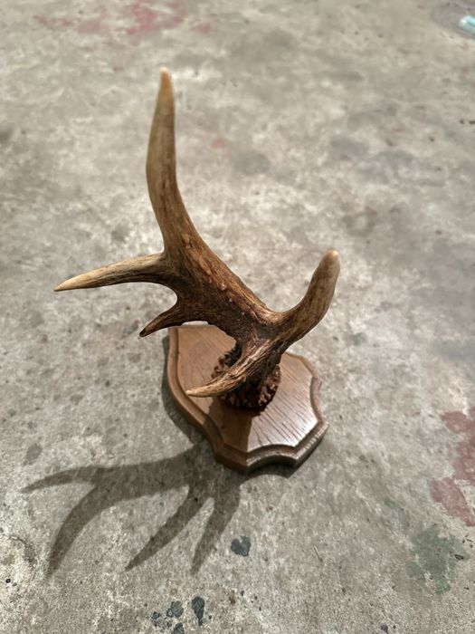 Продавам рог от сръндак