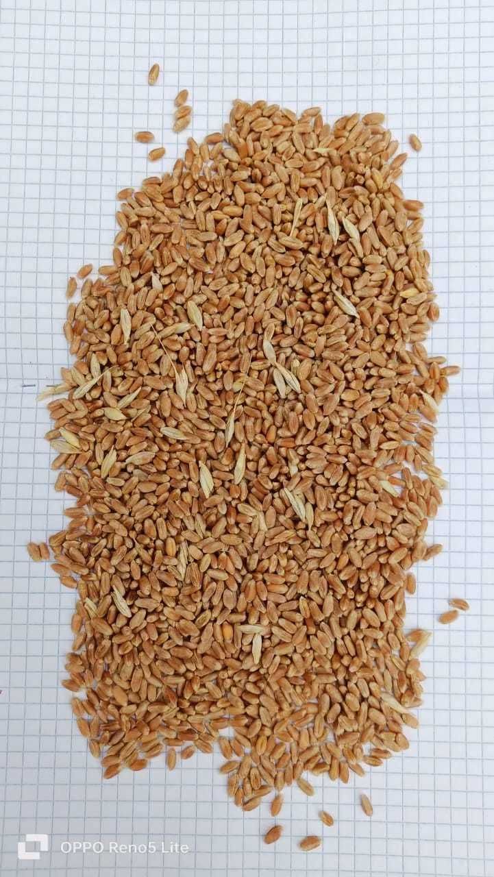 Пшеница очищенная .