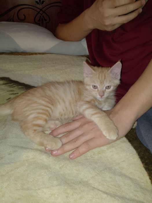 Отдам котят в добрые руки