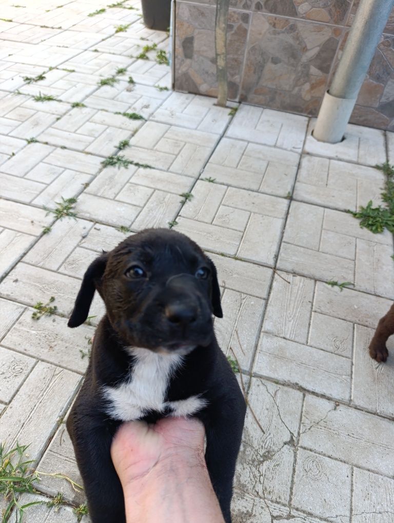 Adopție metis Labrador Amstaff