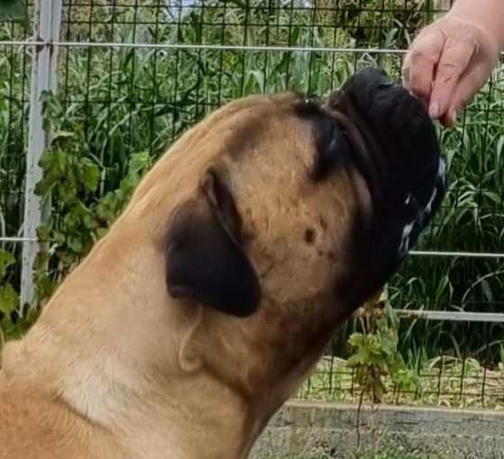 Donez bullmastiff adult.