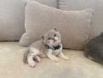Pui bicolor british shorthair