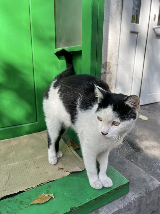 Кошка в хорошие руки, котенок, кот