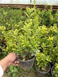 Euonymus Japonica Aurea 3 L. Бересклет. Еуонймус Жапоника Ауреа