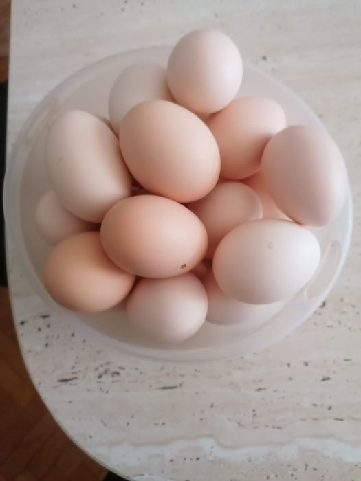 Ouă de la găini Australorp