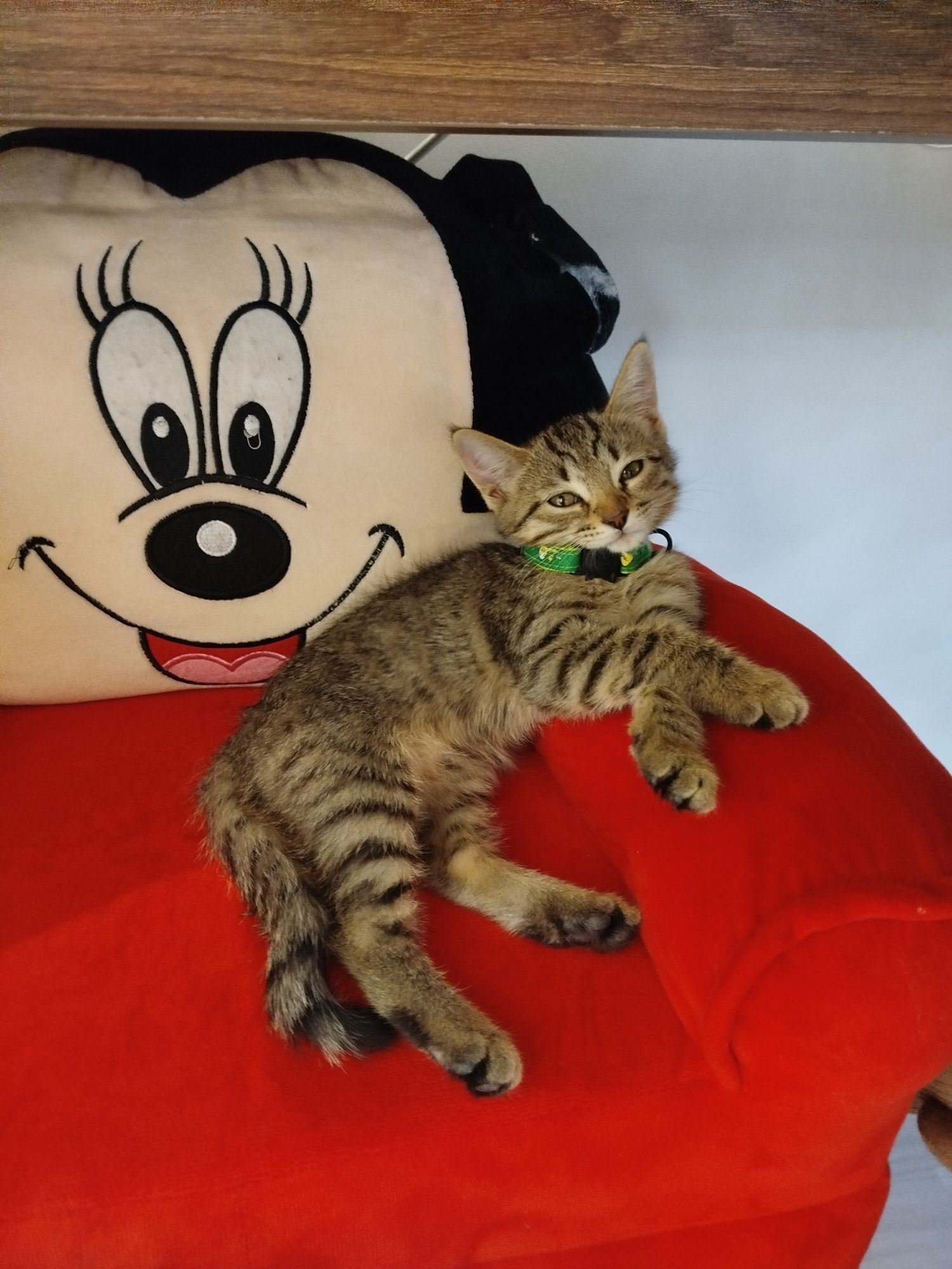 Котенок  отдам в хорошие руки