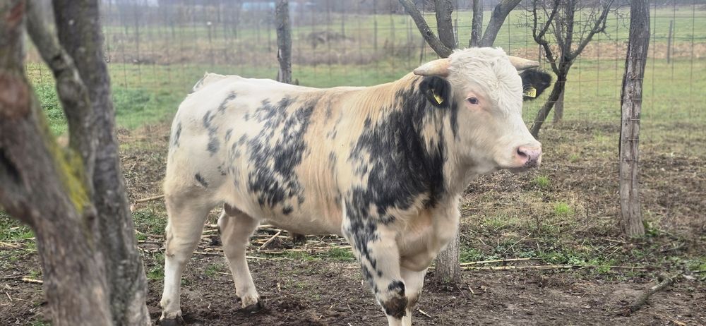 Taur belgian 600 de kg