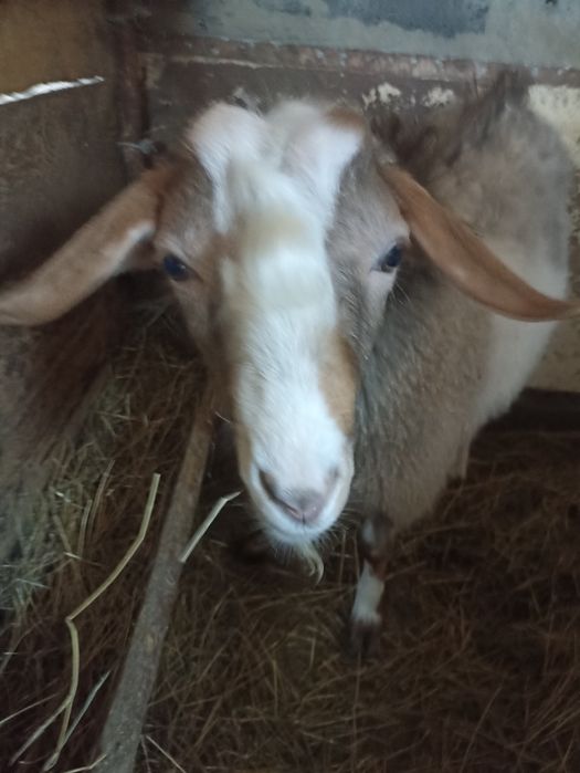 Продам молодого козленка зааненской породы