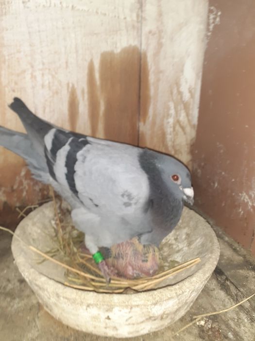 Porumbei voiajori zburați și pui de vânzare