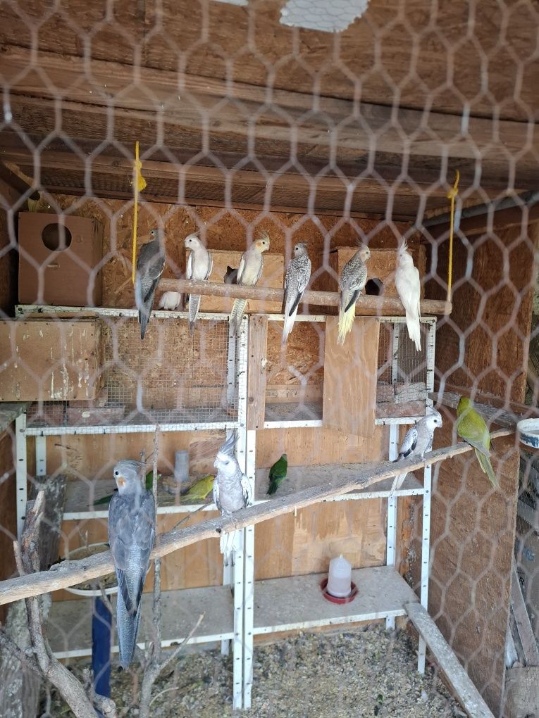 Папагали корела пловдив