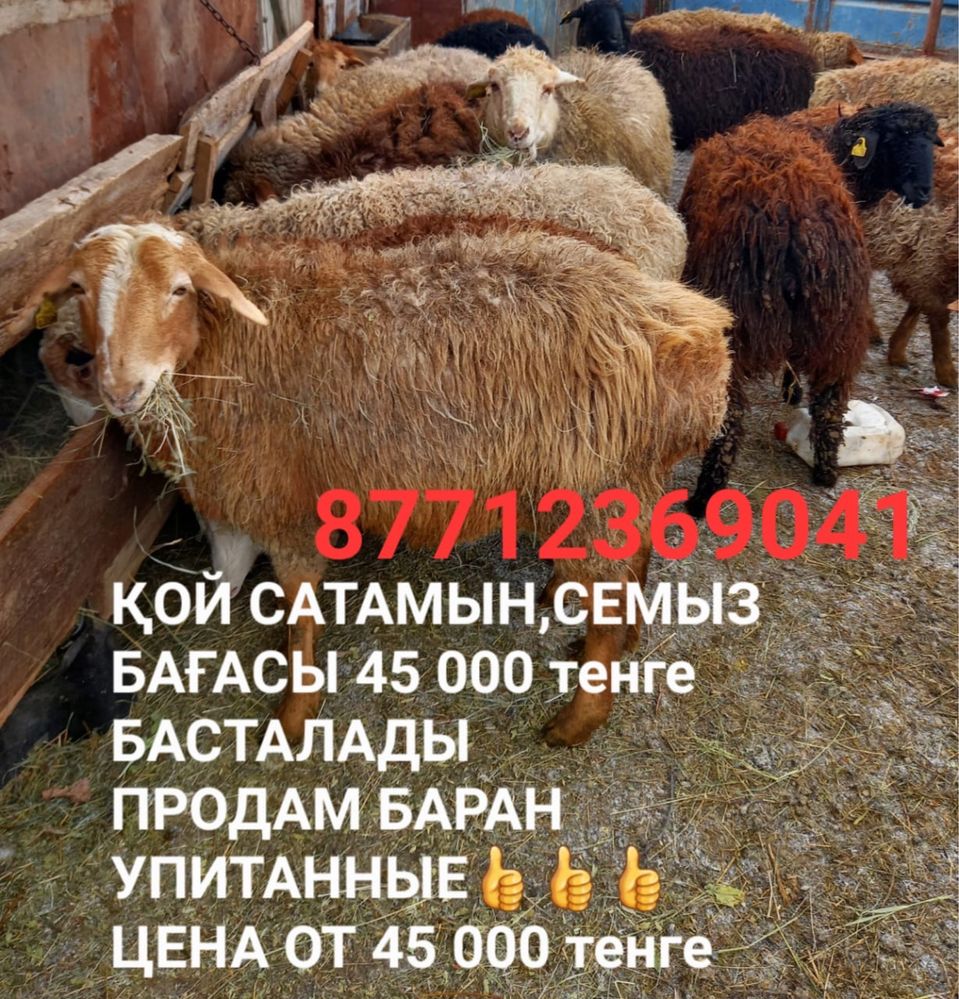 Продам овцематки с барашенком, қой қозысымен сатамын