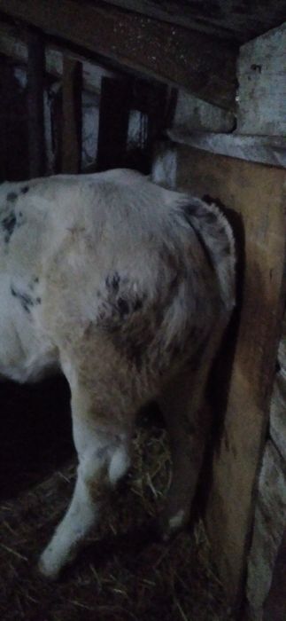 Vițele belgă de Vînzare