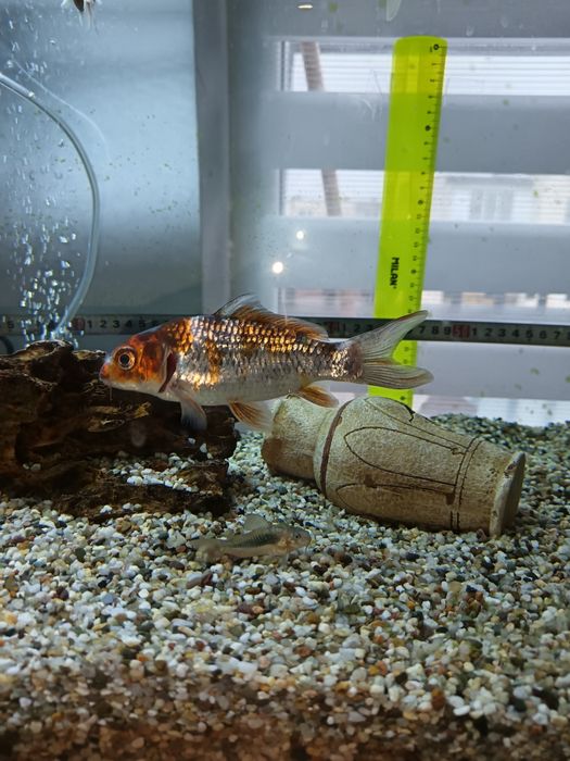 Pești scalari și crap koi de vânzare Ludus