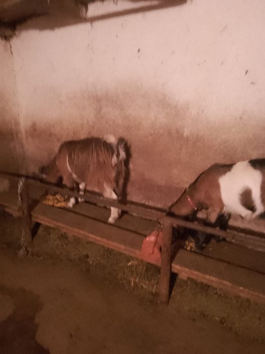 De vanzare sau schimb cu baloti de lucerna