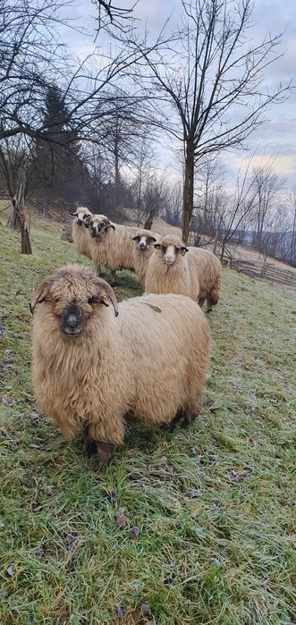 Oi oachise de vanzare