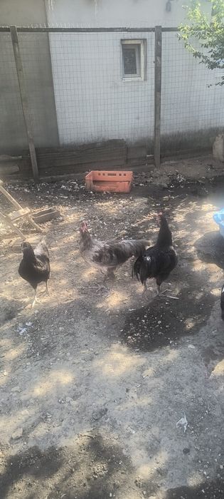 Vând  cocosi australorp de 5 luni  50 lei bucata la 18 km de Slatina