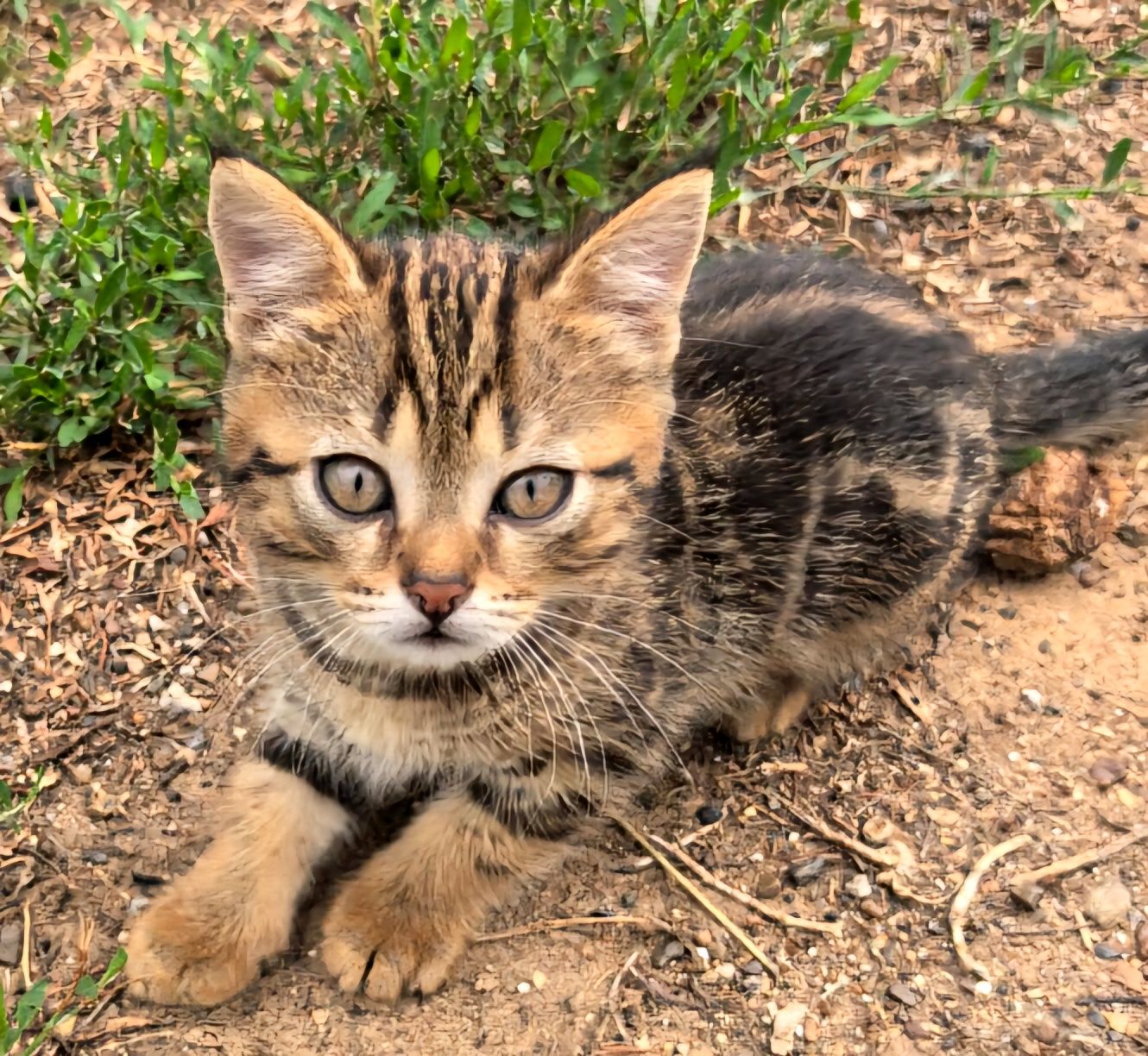 Продам котят Скоттиш фолд