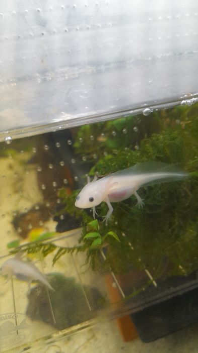 Pui axolotl 6-7 cm
