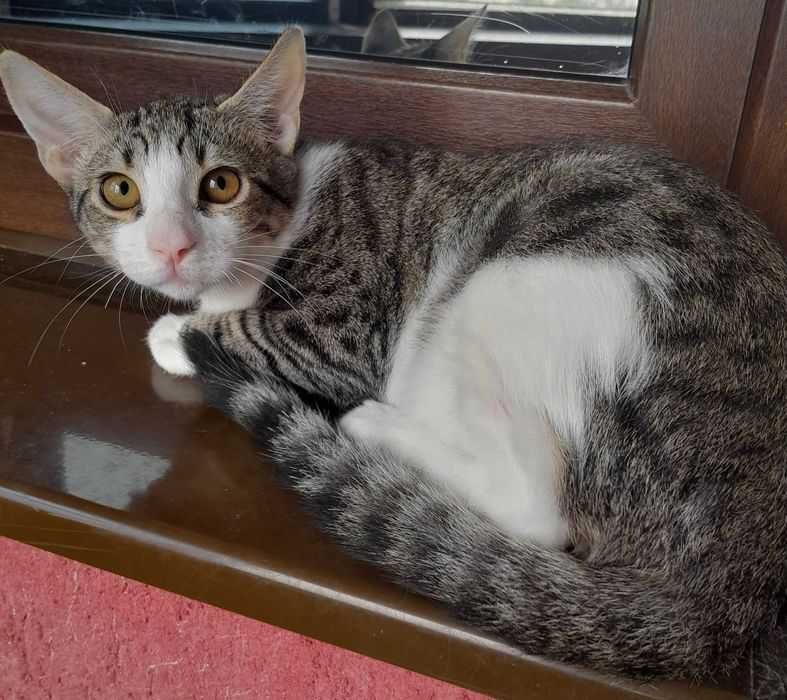 Adoptie motan castrat Zurel