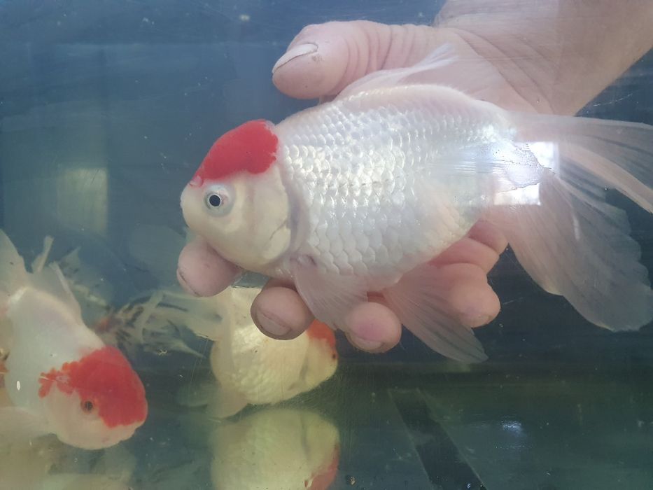 Carasi Oranda, Calico maturi, diferite culori