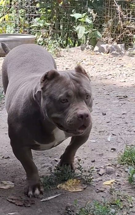 Vând Femelă American Bully Pokett de 3 Ani cu Pedigree !!
