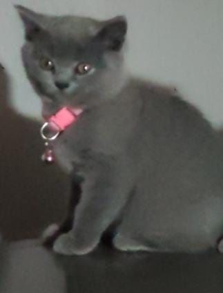 British shorthair