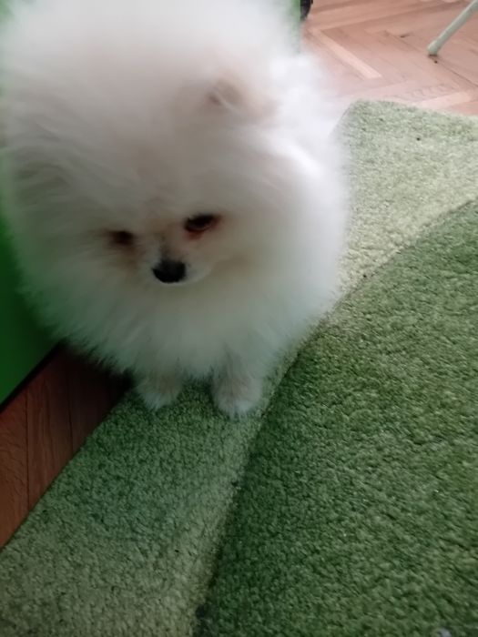 Померан мини - мъжко