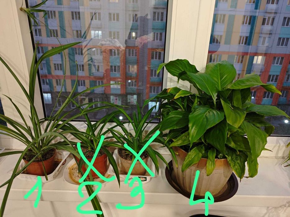 Хлорофитум - комнатное растение