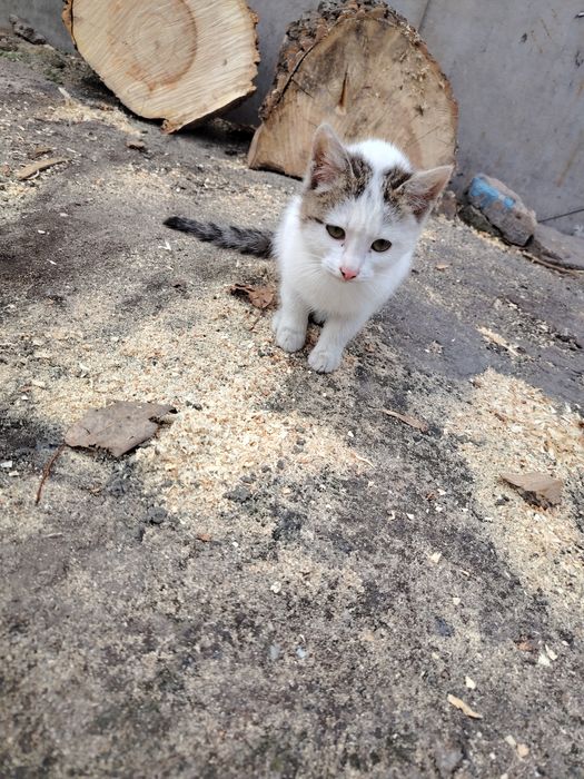 Отдам котят в добрые руки