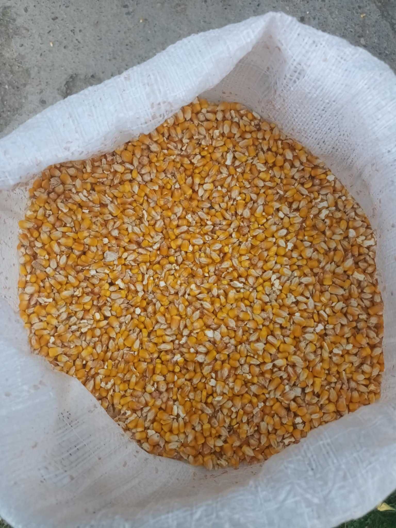 Transport gratuit porumb cu 1.30 kg va servim la domiciliu