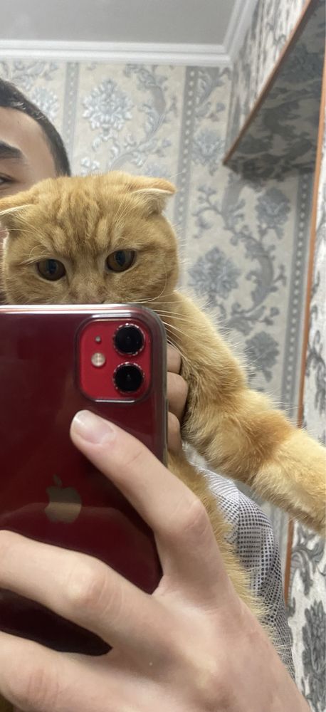 Кизил Iphone 11 сотилади срочно