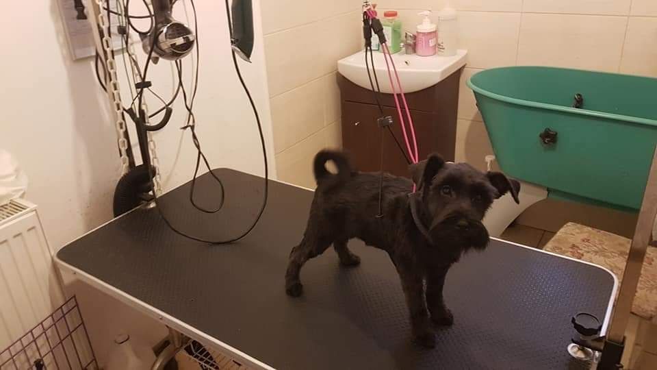 Tuns caini - coafor canin