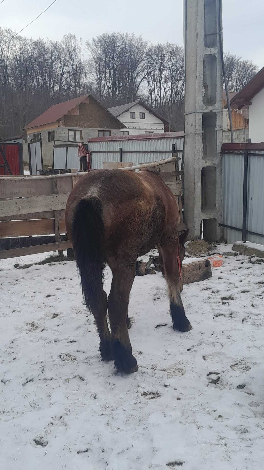 Vand manza 10 luni mai multe detali la nr de tel