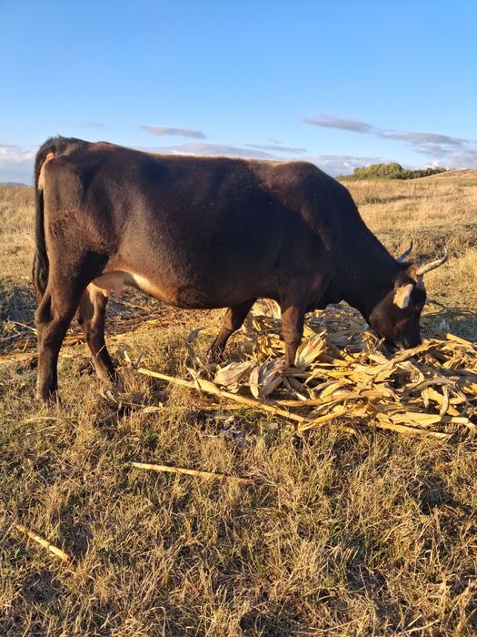 Vând vaca gestanta in 8 luni